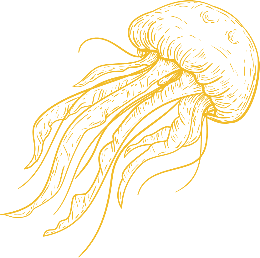 Jellyfish image