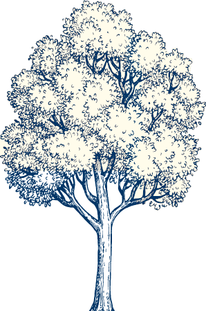 A magestic tree